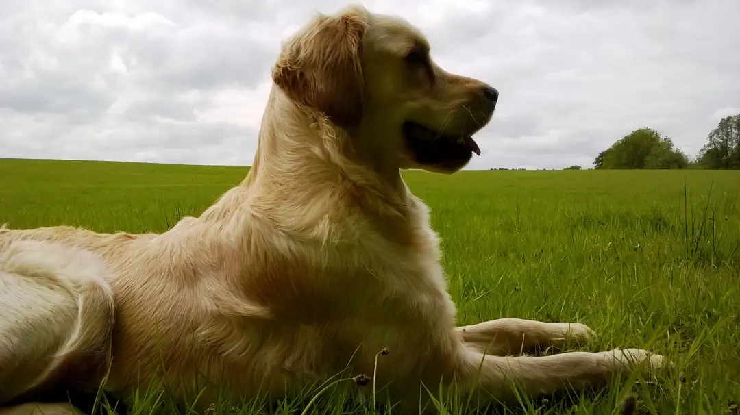 Golden Retriever Tallula Bell in field 